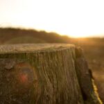 Sonnet 107: Not Mine Own Fears, Nor the Prophetic Soul