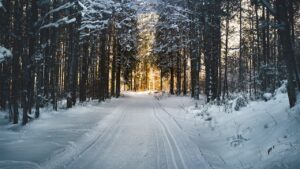 Photo by Simon Berger: https://www.pexels.com/photo/landscape-photography-of-snow-pathway-between-trees-during-winter-688660/